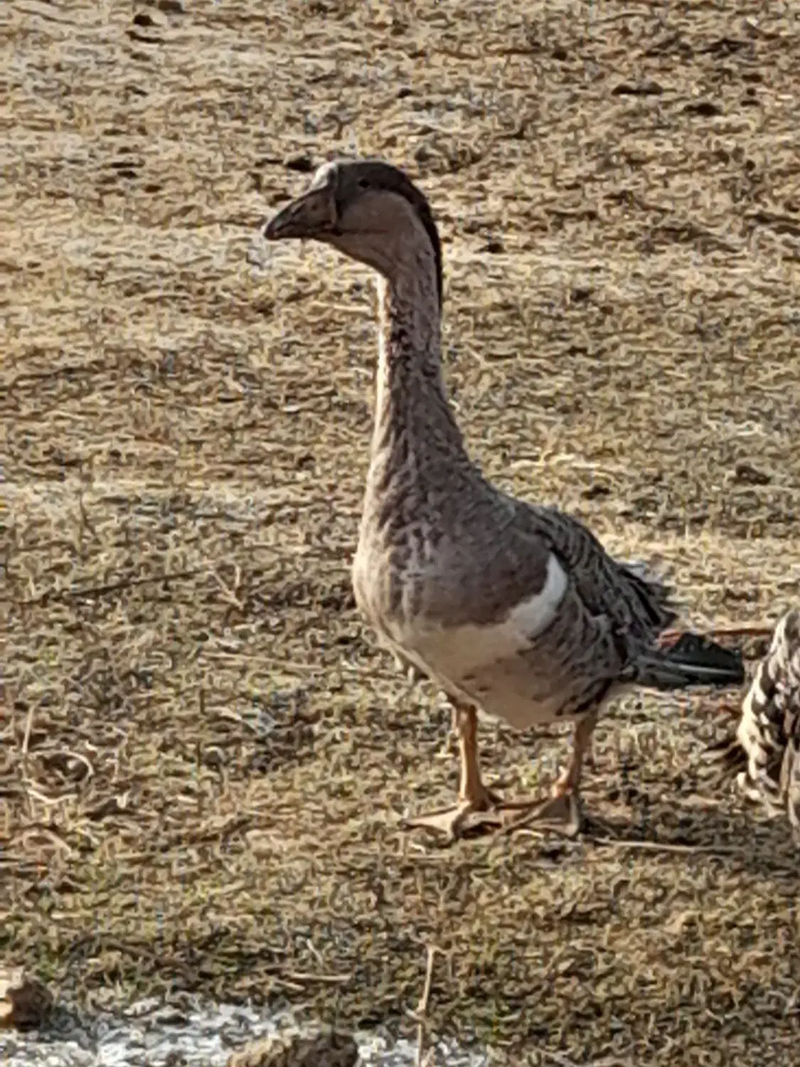 قوقاز نر|حیوانات مزرعه|باروق, |دیوار