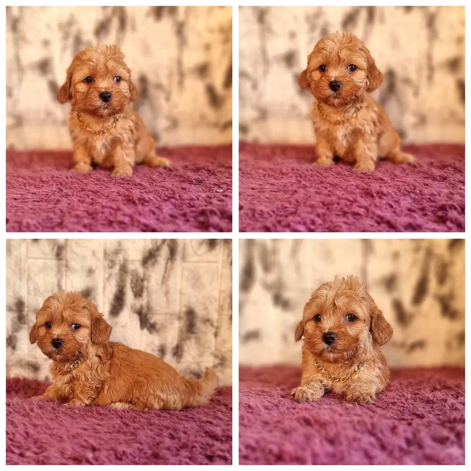 پودل|سگ|تهران, نارمک|دیوار