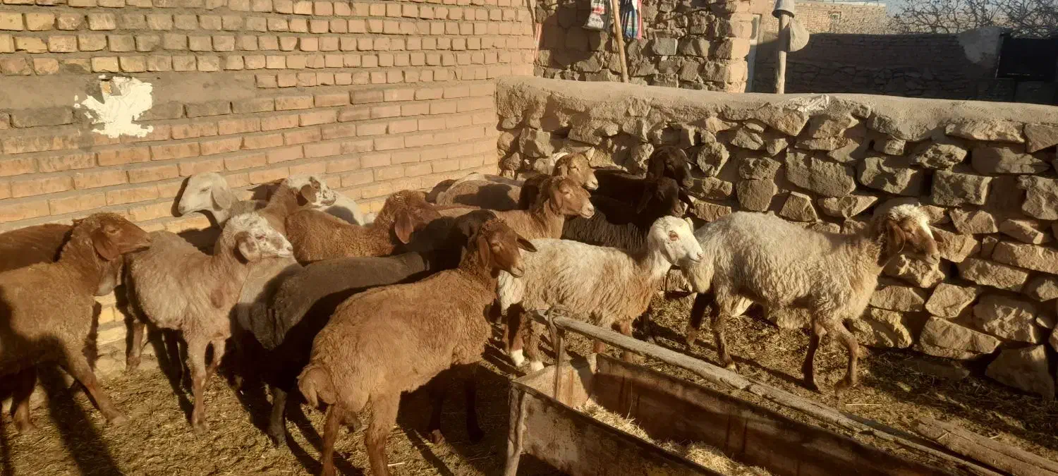 بره ماده دجه یک خوش ذات|حیوانات مزرعه|عطاملک, |دیوار