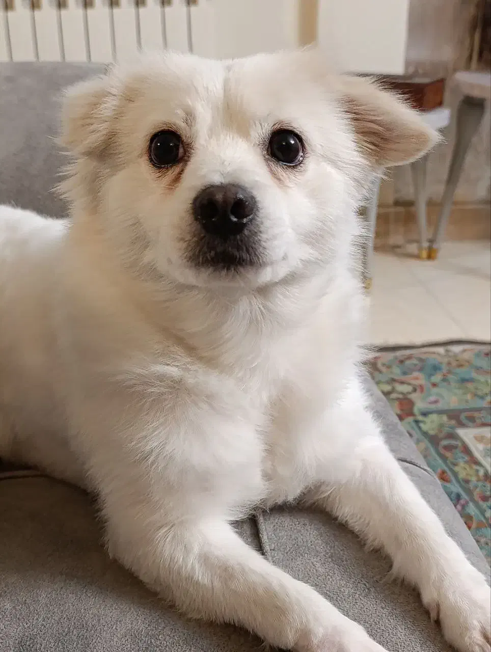 پامر اشپیتز نر|سگ|تهران, فردوسی|دیوار