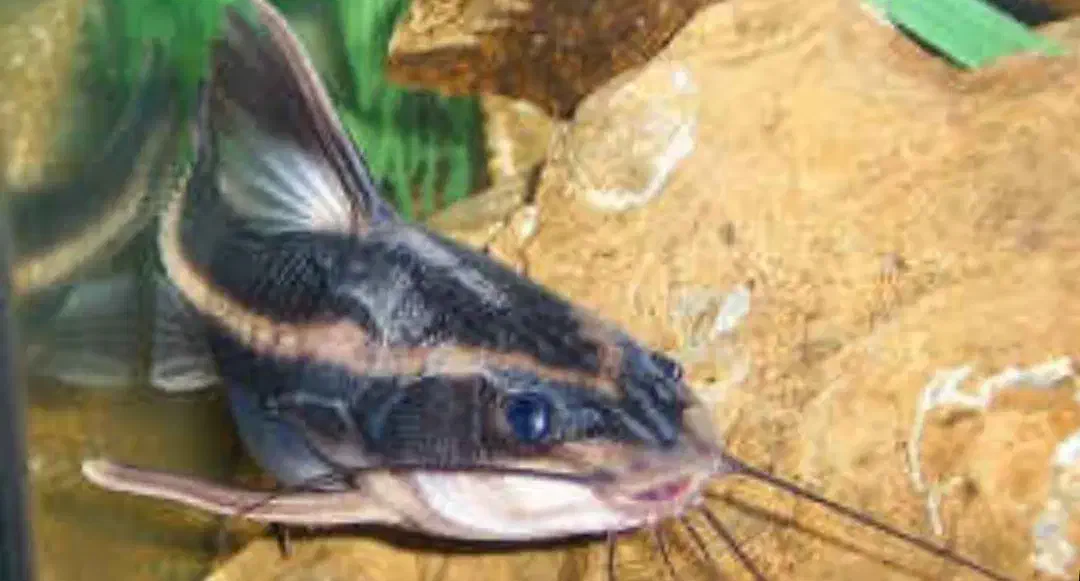 ماهی کف خوار  کت رافائل|ماهی|تبریز, |دیوار