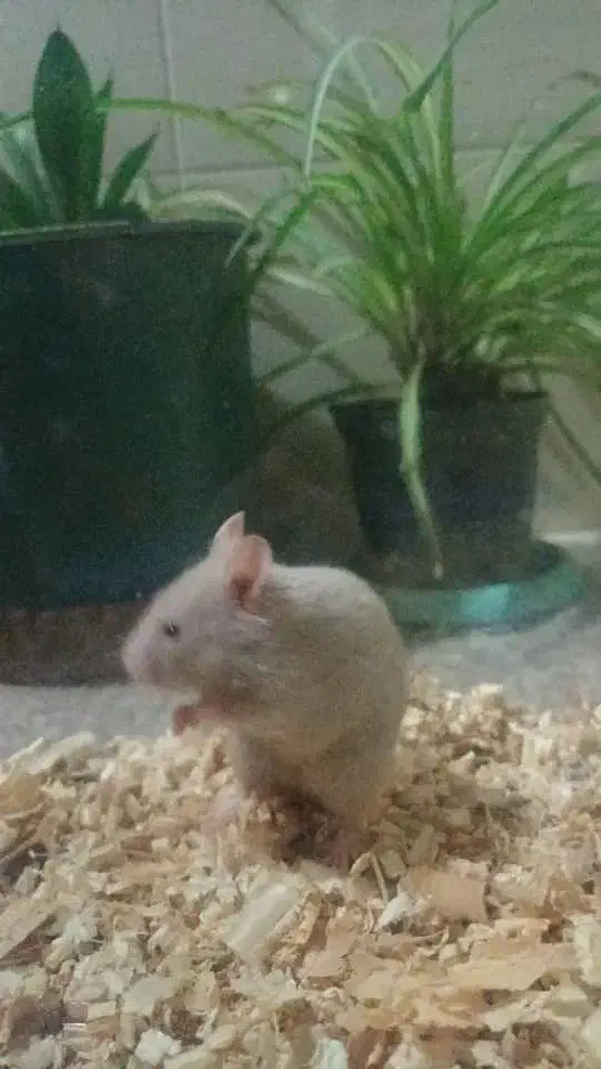 همستر بازیگوش|موش و خرگوش|شیراز, حومه شیراز|دیوار