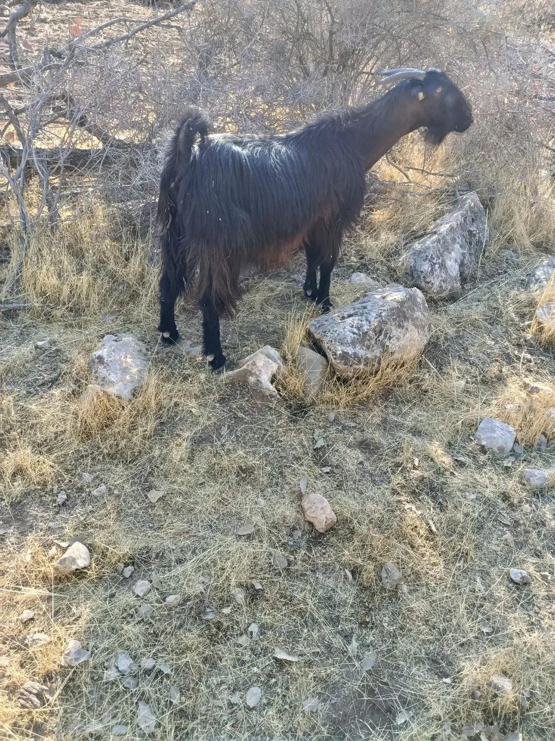 بز پازن|حیوانات مزرعه|شیراز, کیان آباد|دیوار