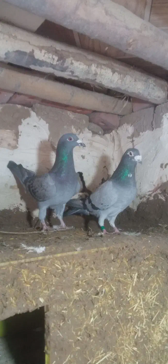 مسافتی نر و ماده|پرنده|فیروزآباد (آذربایجان), |دیوار