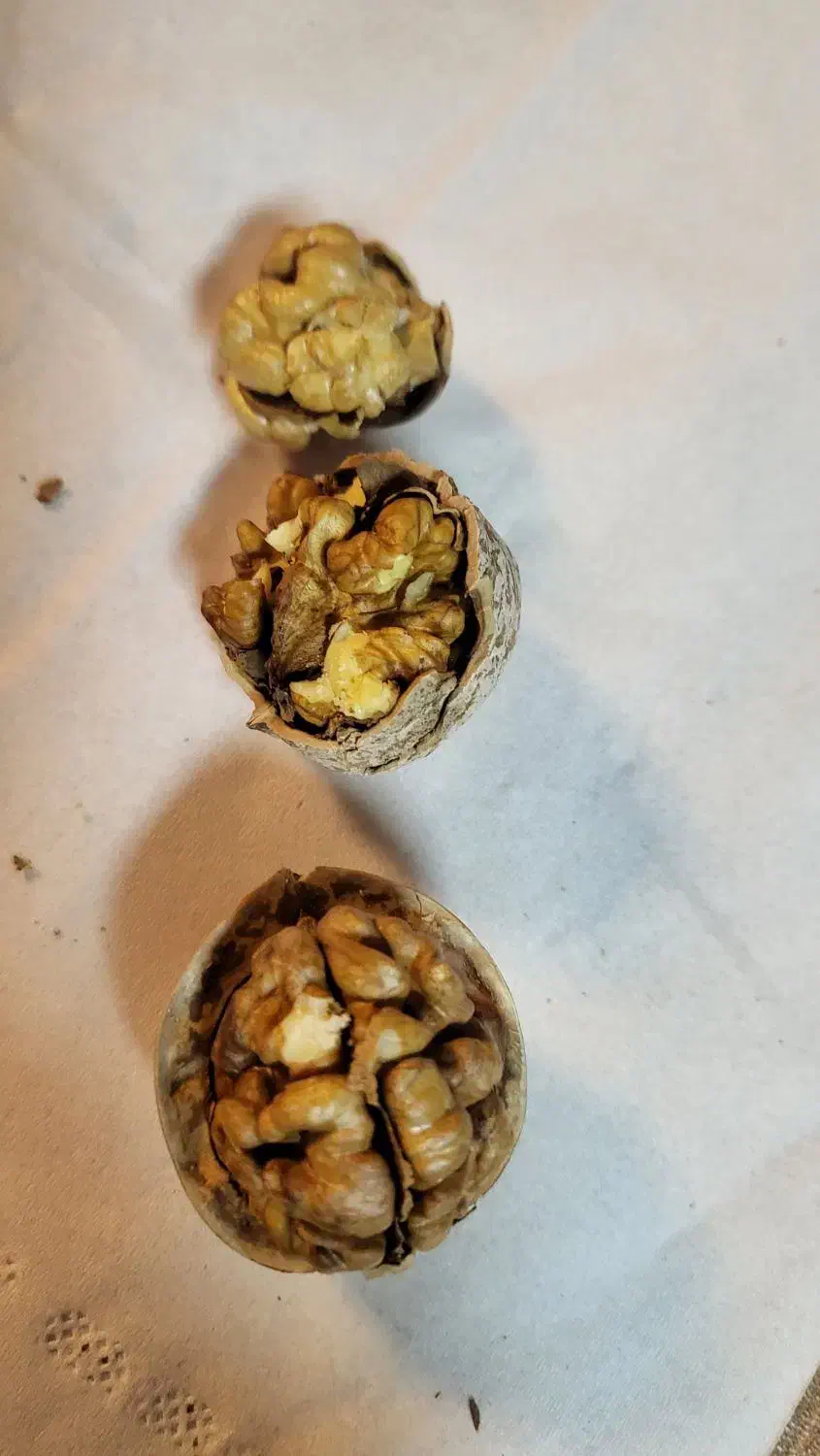 گردو دماوند چرب و خوش مغز|خوردنی و آشامیدنی|فیروزکوه, |دیوار