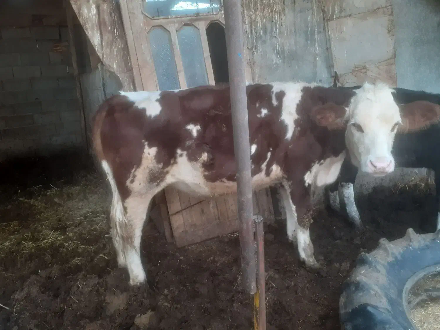 فروش تلیسه سیمینتال قرمز شرابی|حیوانات مزرعه|سیمین شهر, |دیوار