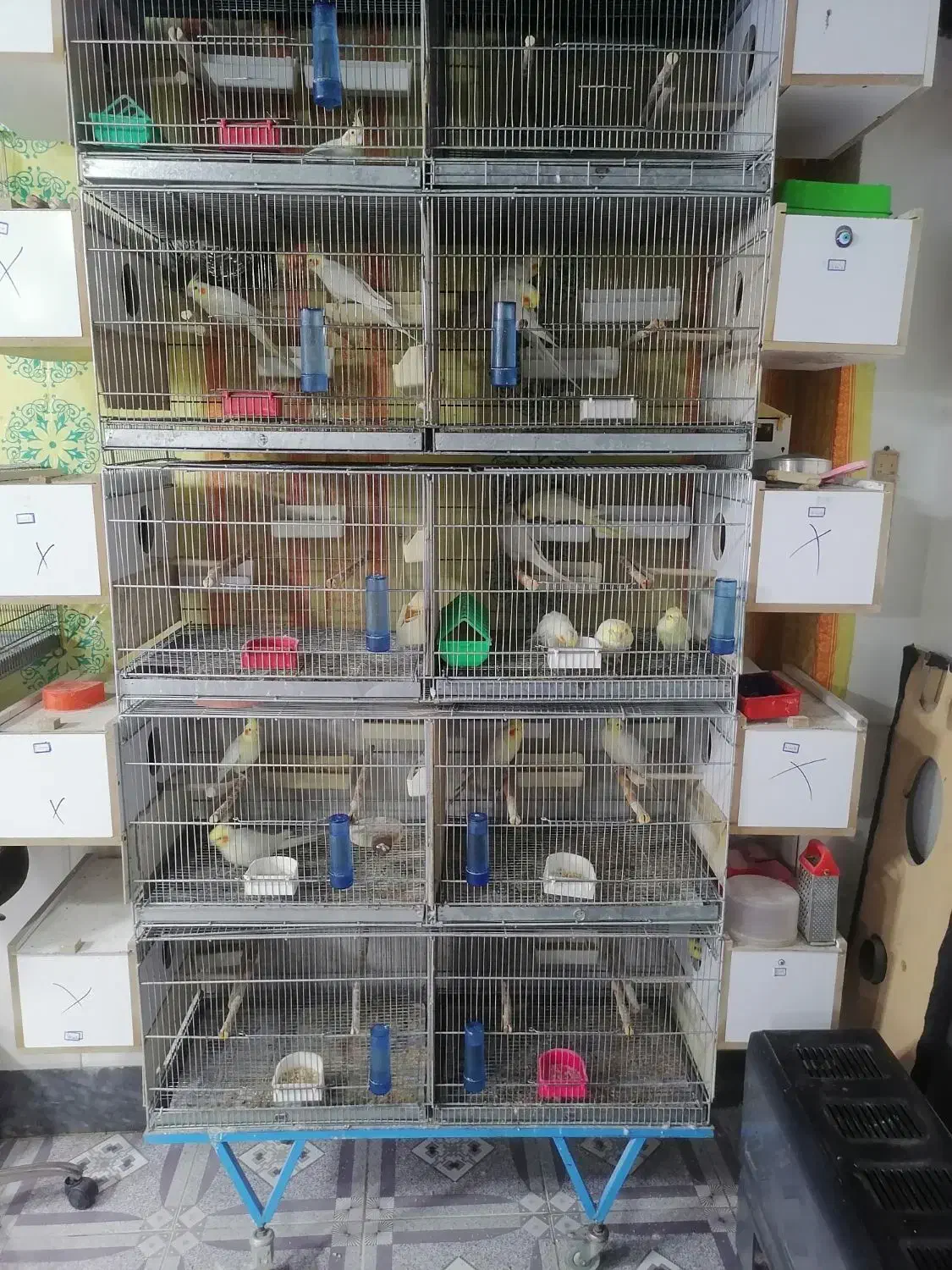 جوفت مولد تضمینی درجه یک|پرنده|بوکان, |دیوار