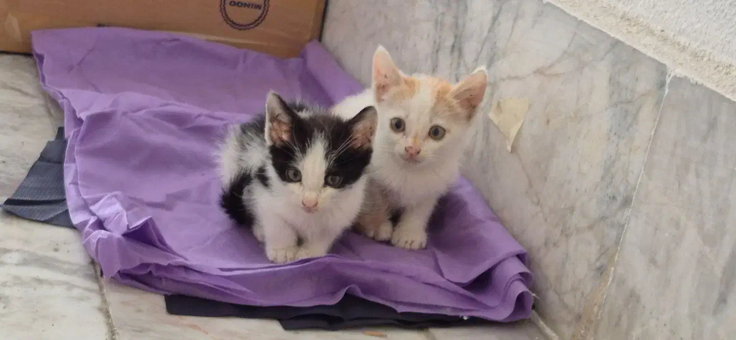 بچه گربه|گربه|رشت, نیکمرام|دیوار