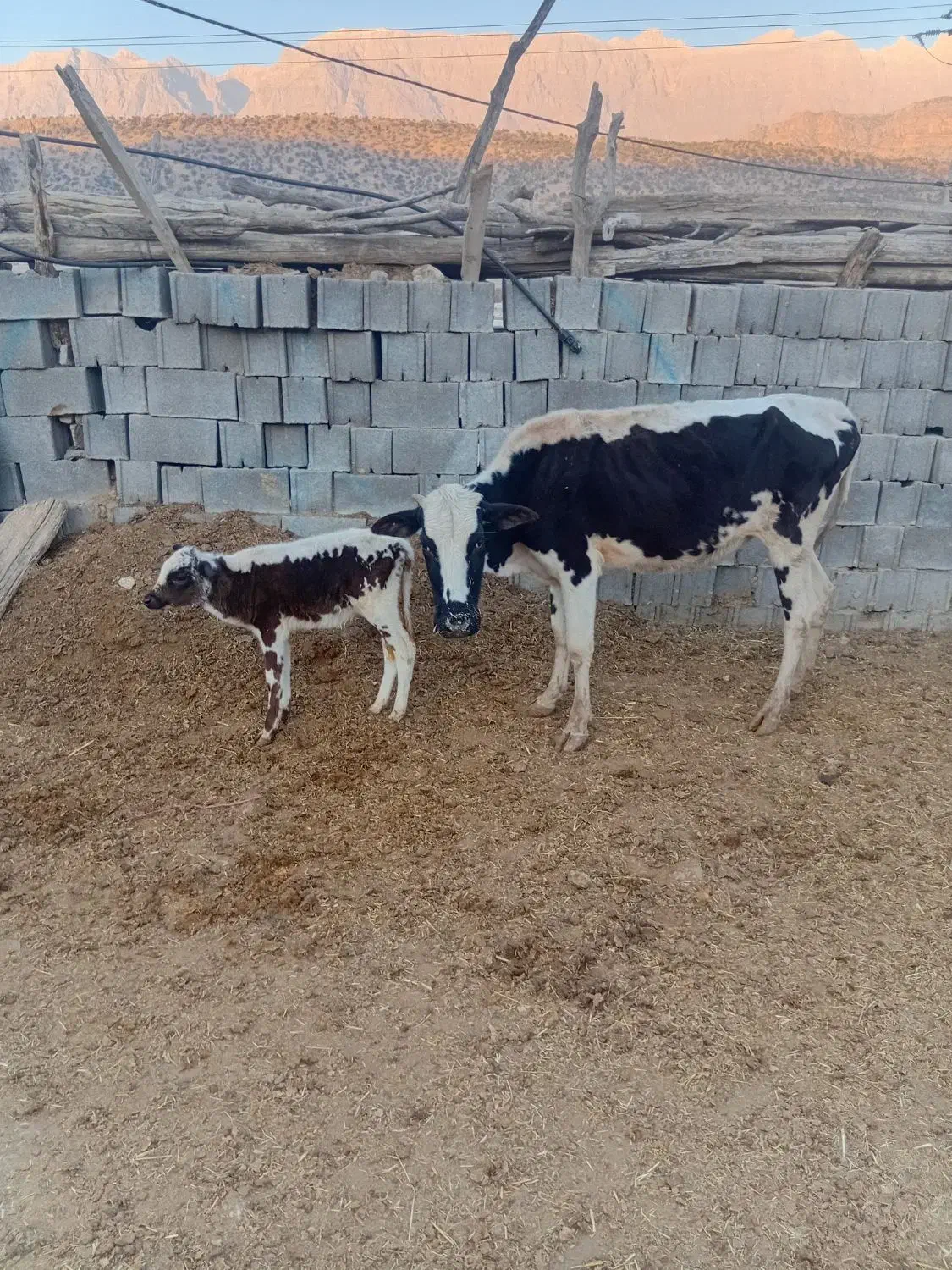 گوساله با گاو|حیوانات مزرعه|ابرکوه, |دیوار