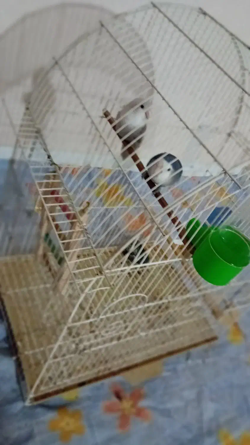 پرنده|پرنده|فردیس, شهرک شهید حسینی|دیوار