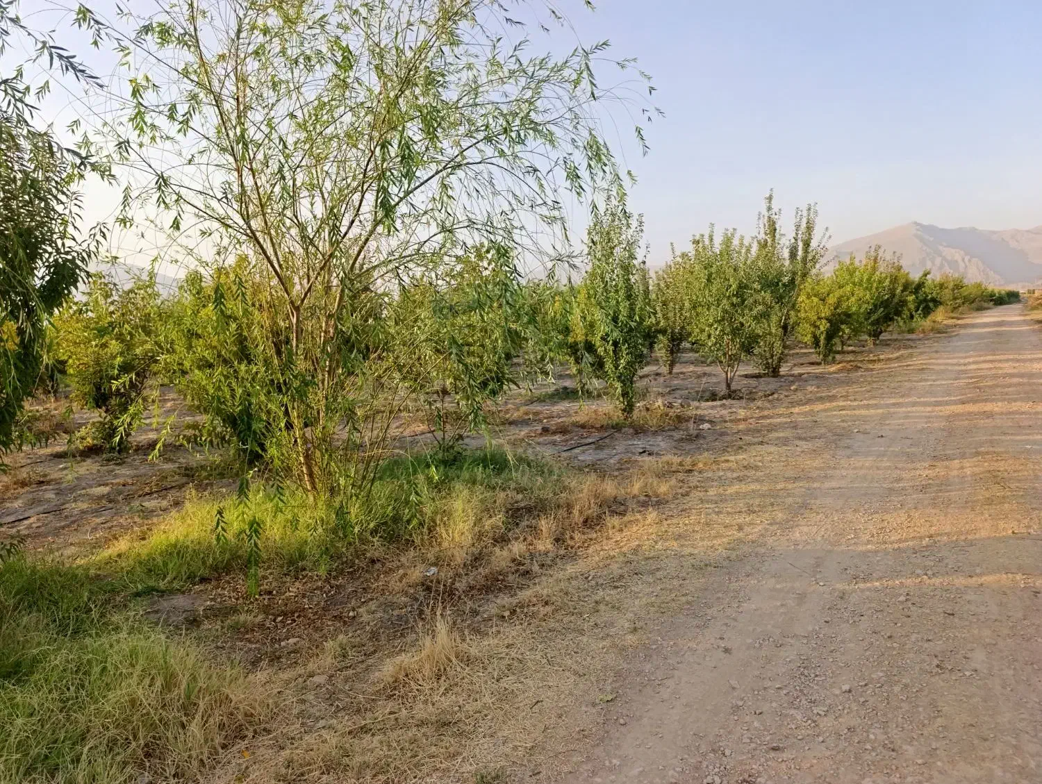 1250متر باغ شهری حسن آباد سنجرلو داخل مجموعه|فروش زمین و ملک کلنگی|مرودشت, ثبت احوال|دیوار