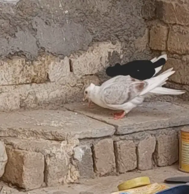 کبوتر|پرنده|بیرانوند, |دیوار