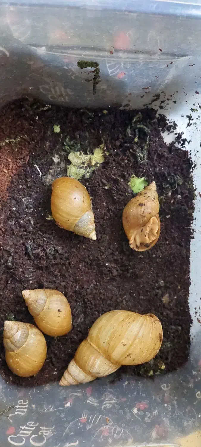 حلزون|خزنده|شیراز, پودنک|دیوار