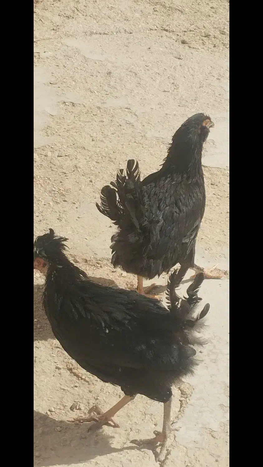 فروش مرغ و خروس جوجه کوچک|حیوانات مزرعه|گراش, |دیوار