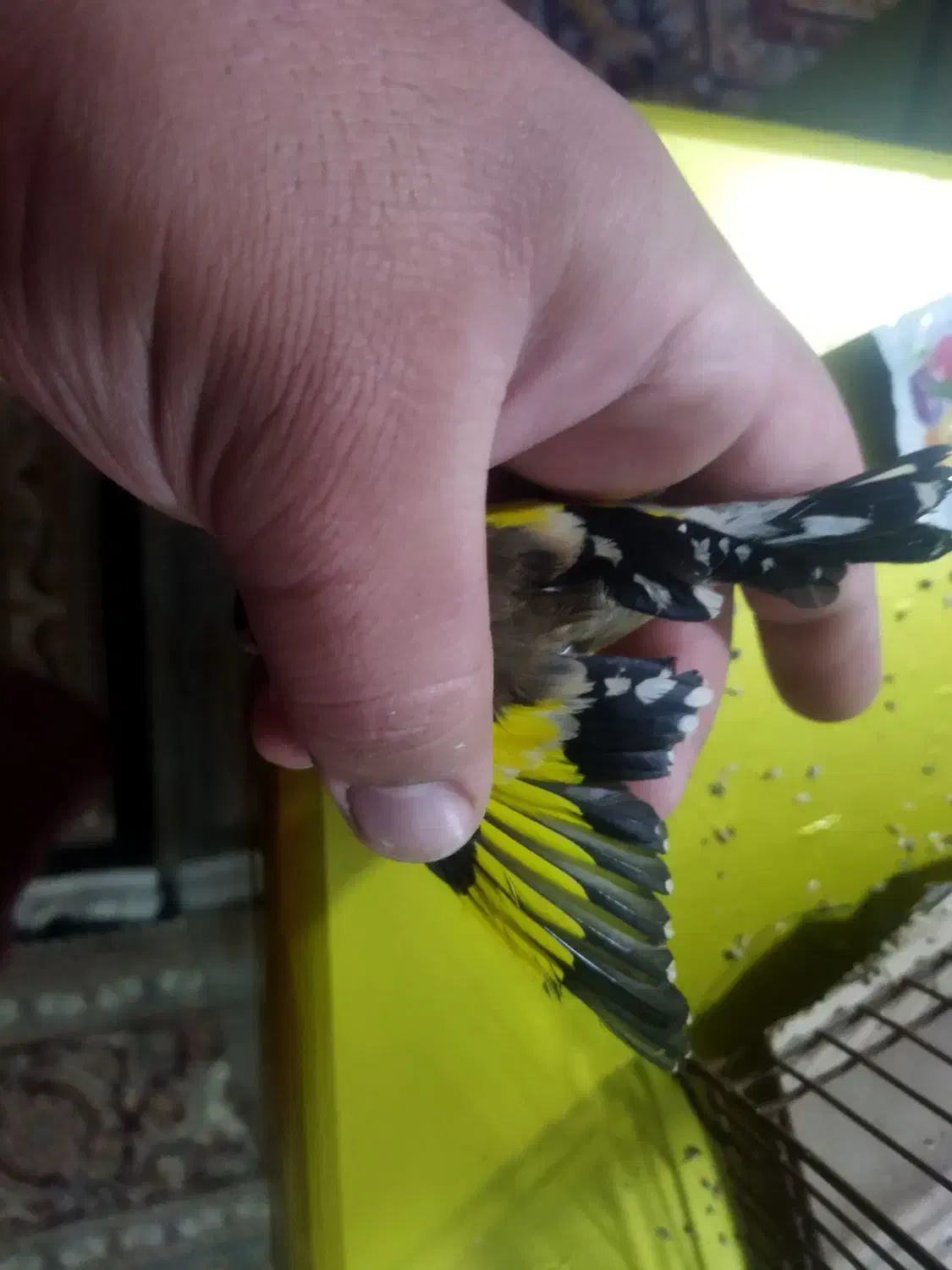 سهره ماده رام|پرنده|کوهدشت, |دیوار