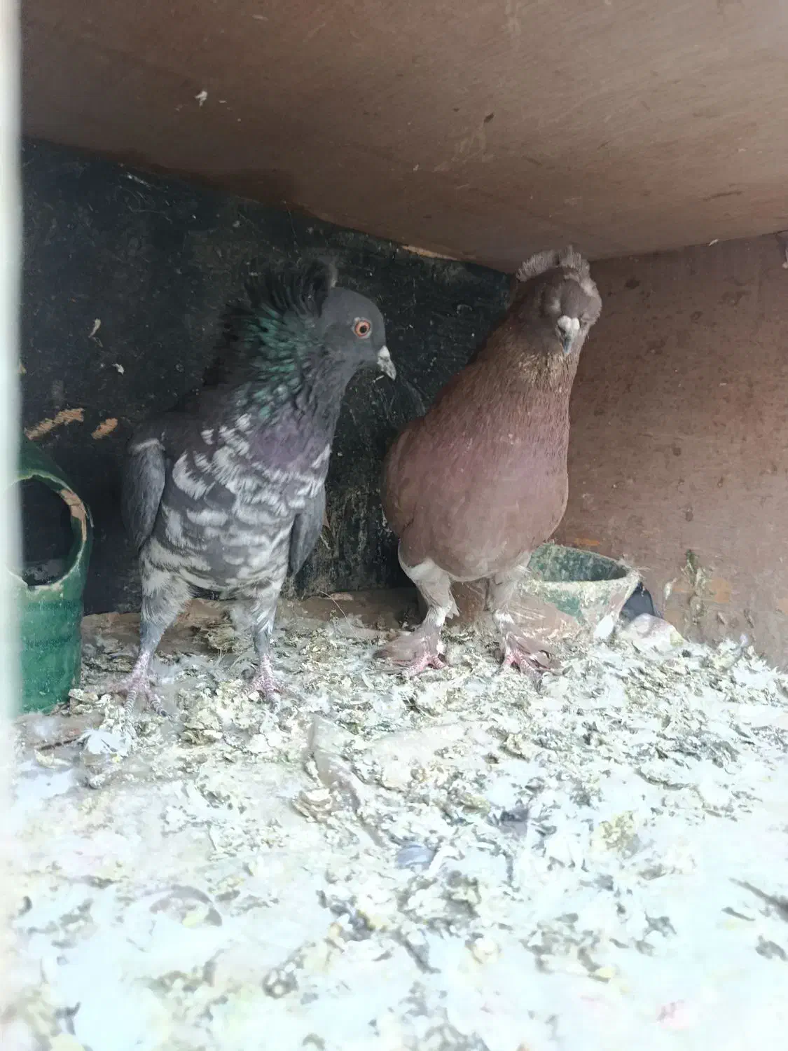 دو جفت کفتر تزیینی رواعب|پرنده|قم, شهرک مهدیه (مدرس)|دیوار