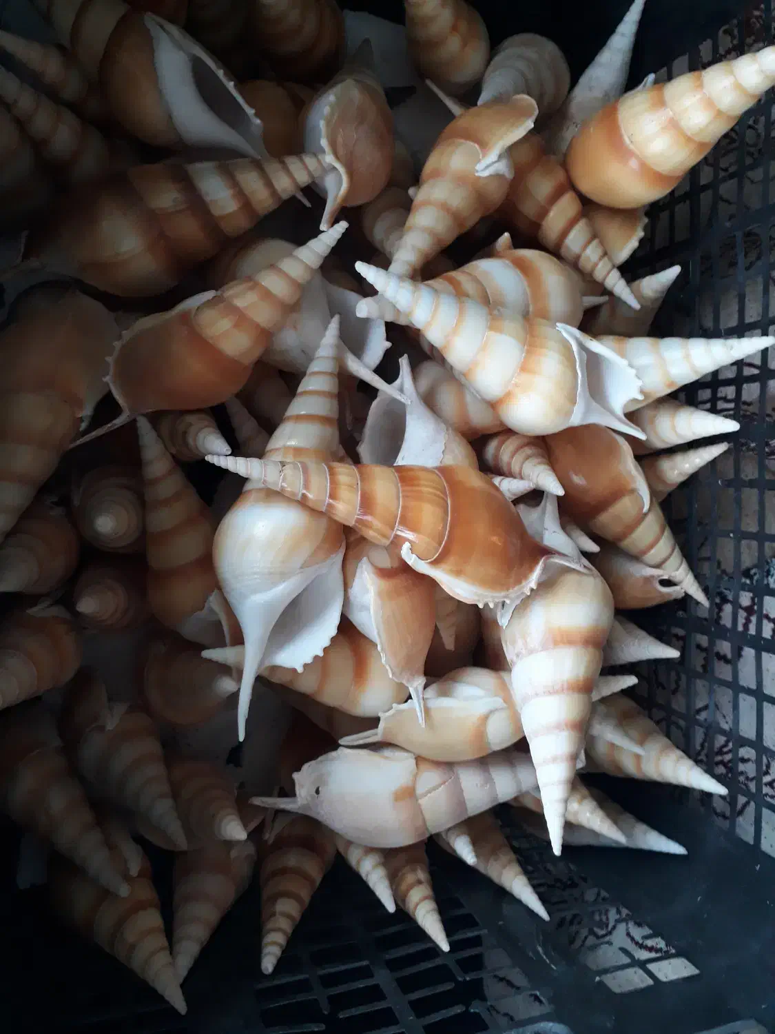 صدف دریائی|صنایع دستی و سایر لوازم تزئینی|بندرعباس, |دیوار