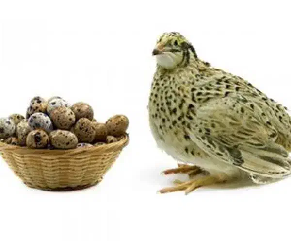 فروش تخم بلدرچین ارگانیک تازه|خوردنی و آشامیدنی|جیرفت, |دیوار