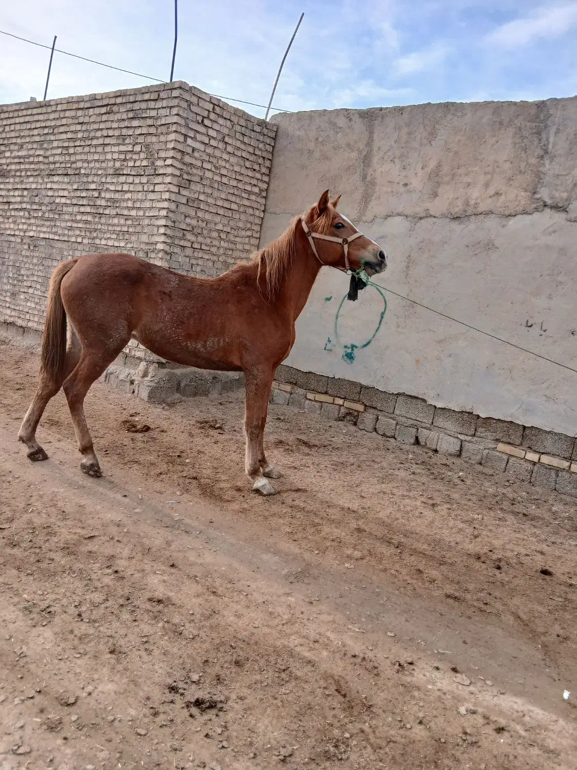 اسب|اسب و تجهیزات اسب‌سواری|حمیدیه, |دیوار