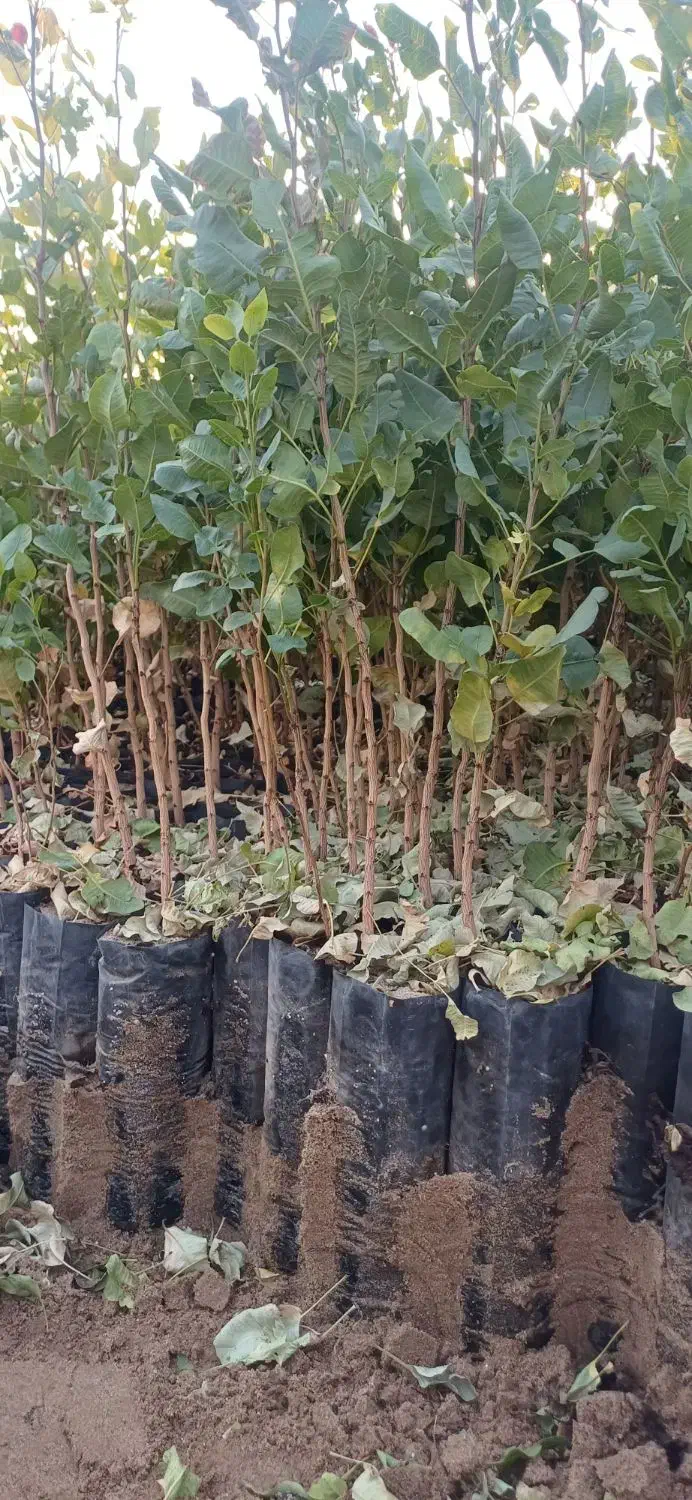 نهال پسته حمید|خدمات باغبانی و درختکاری|مهریز, |دیوار