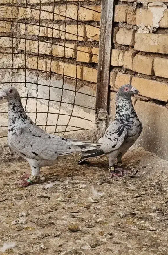 کبوتر گمشده|پرنده|دهلران, |دیوار