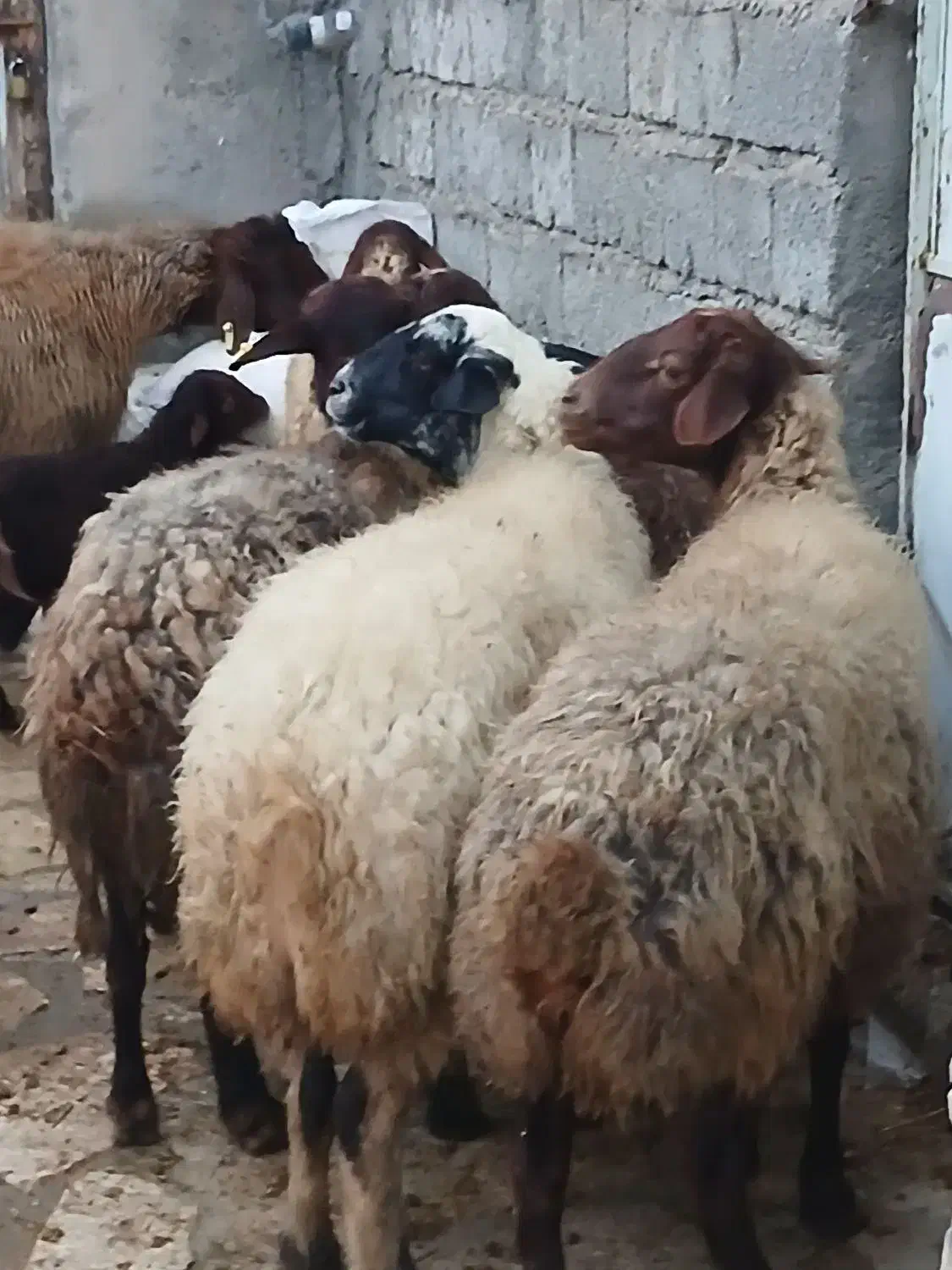 تعداد۸راس گوسفند بابره میش وبره جوان وشیره دار|حیوانات مزرعه|کرمانشاه, |دیوار