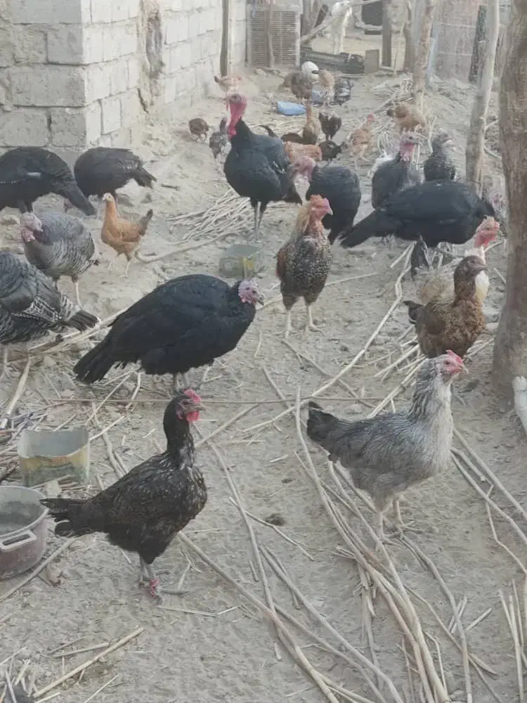 مرغ و بوقلمون تخم گذار|حیوانات مزرعه|هامون, |دیوار