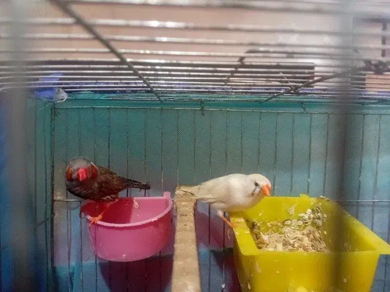 فنچ عروس پاریس مرغ عشق|پرنده|اهواز, بهارستان|دیوار