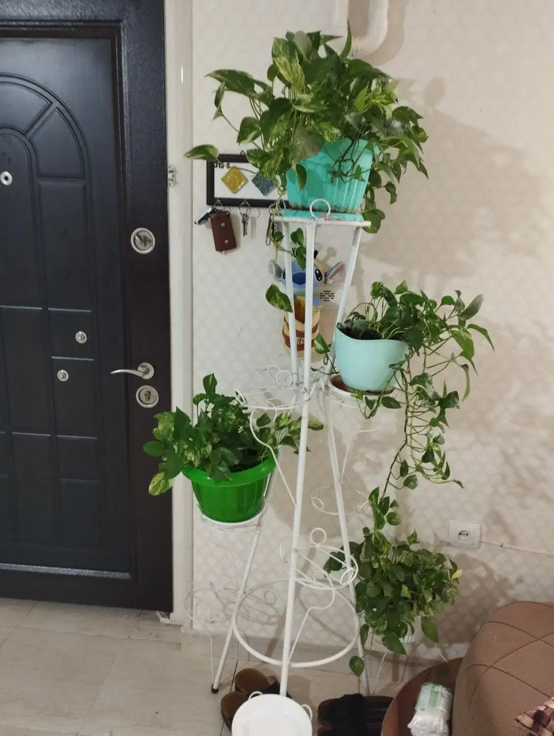 تعدادی گل و گیاه|گل و گیاه طبیعی|کرمانشاه, |دیوار