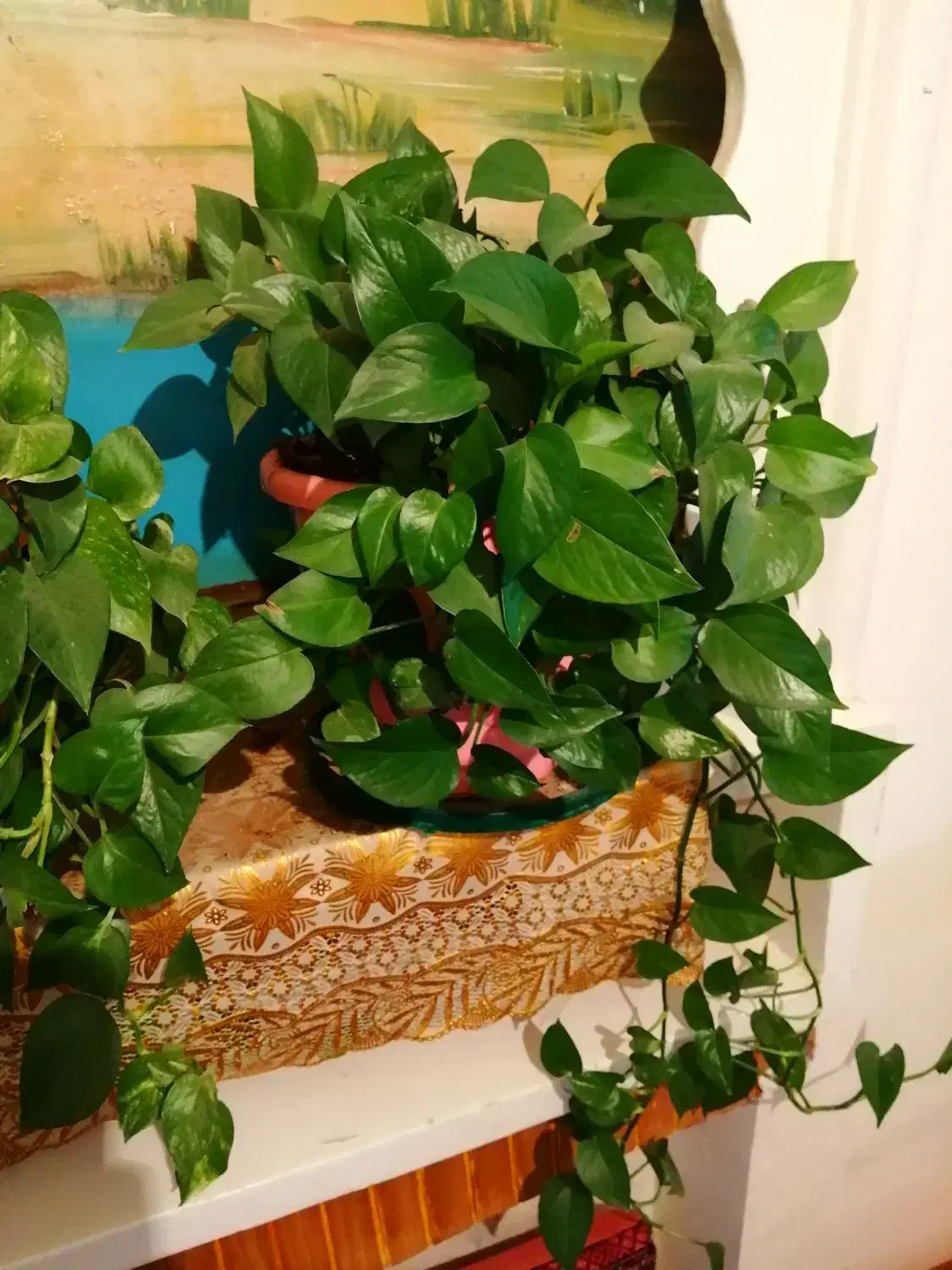 گل پتوس. دیفن. سانسوریا شمعدونی|گل و گیاه طبیعی|شیراز, ارم|دیوار