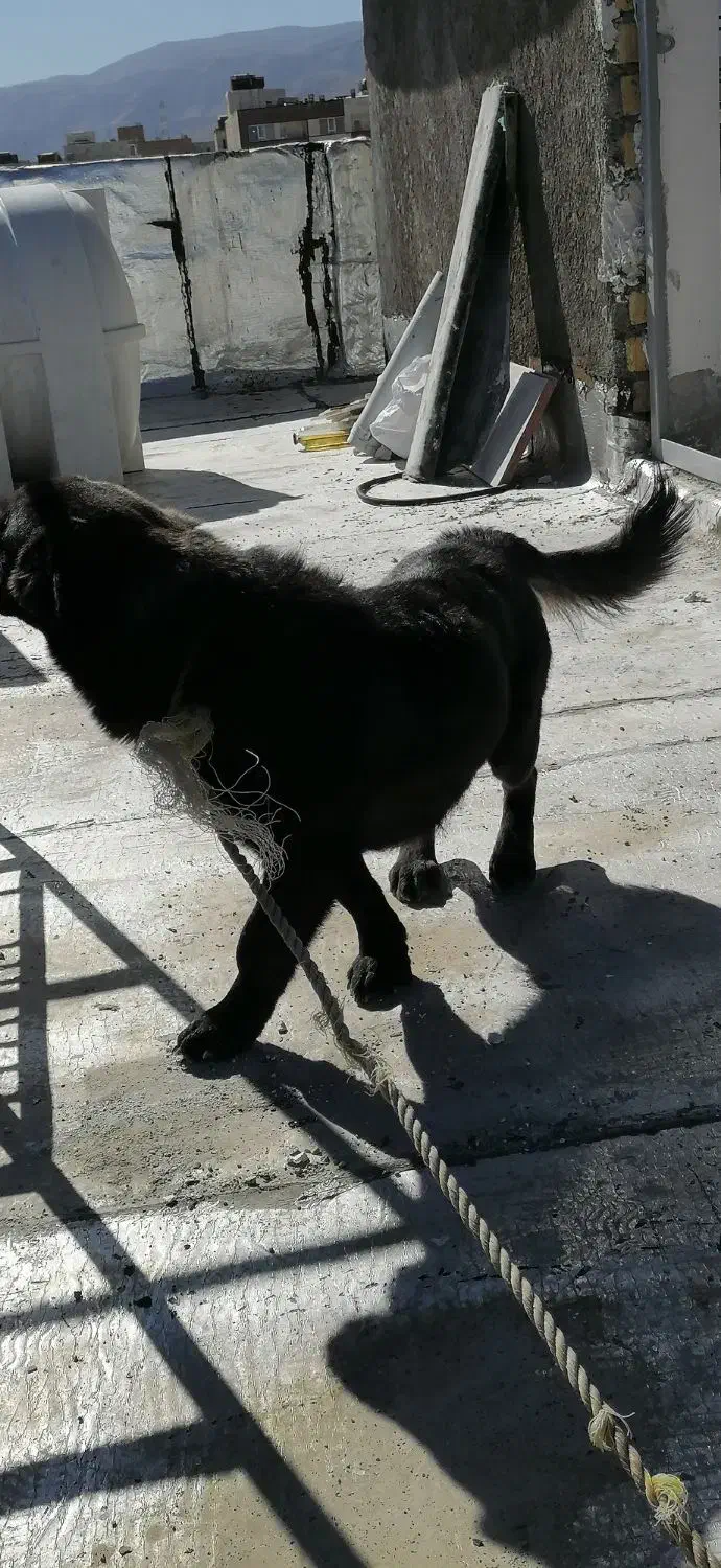 سگ پاکوتاه|سگ|شیراز, شهرک رضوان|دیوار