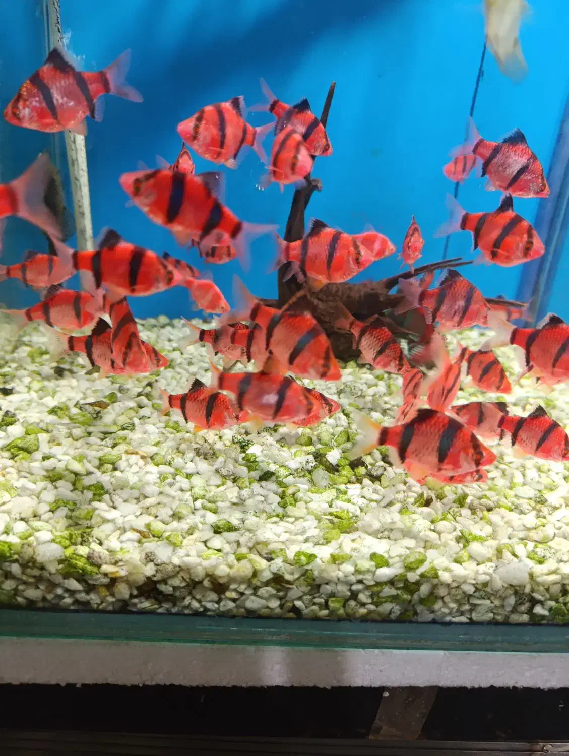 گوپی آکواریوم سیچیلاید آروانا  پلنت کوی بچه مولی|ماهی|رباطکریم, رباطکریم|دیوار