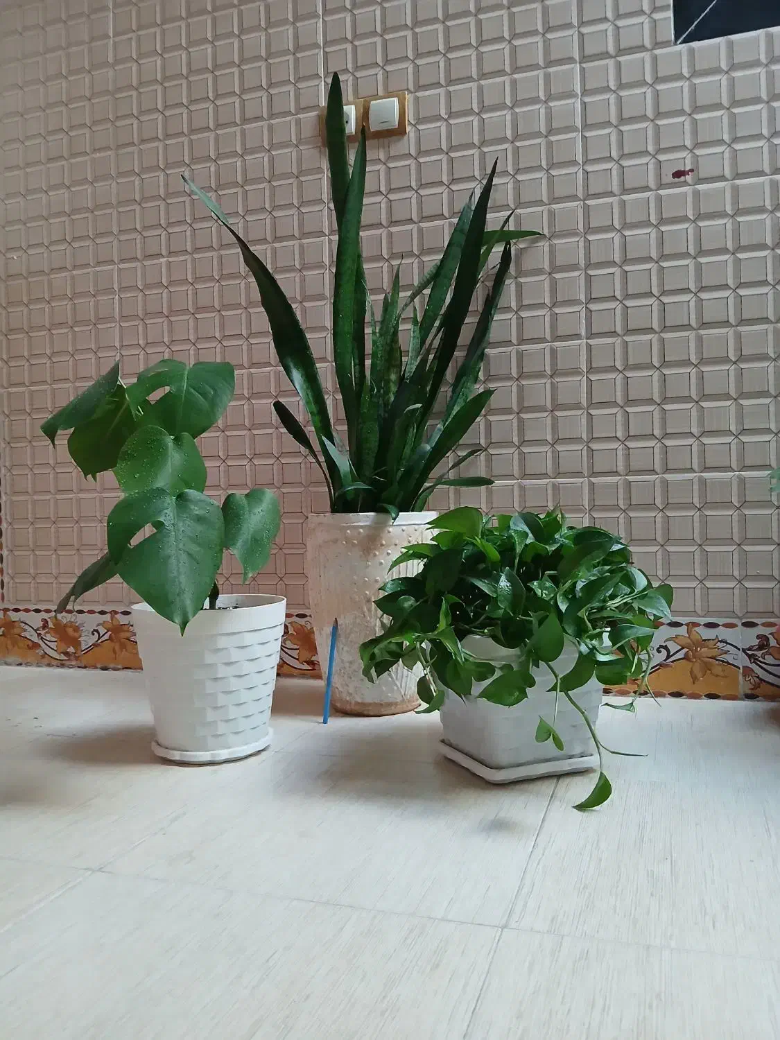 گل طبیعی سرحال  با قیمت خیلی مناسب|گل و گیاه طبیعی|یاسوج, |دیوار