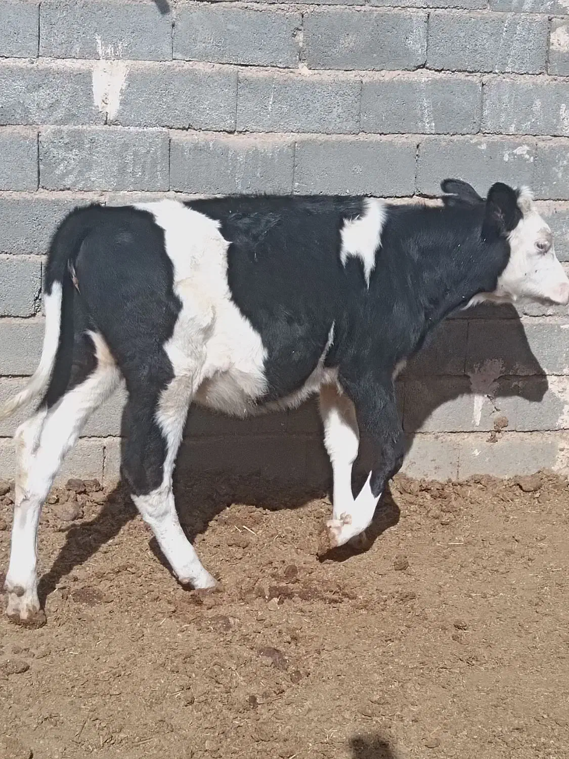 دو عدد گوساله ماده به فروش میرسد|حیوانات مزرعه|تربتحیدریه, بالا ولایت|دیوار