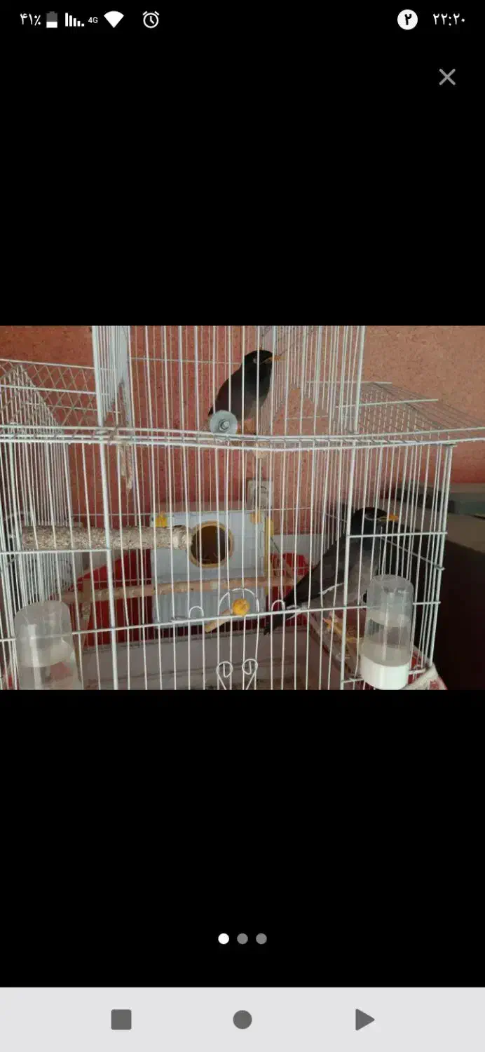 مرغ مینا|پرنده|آزادشهر, |دیوار