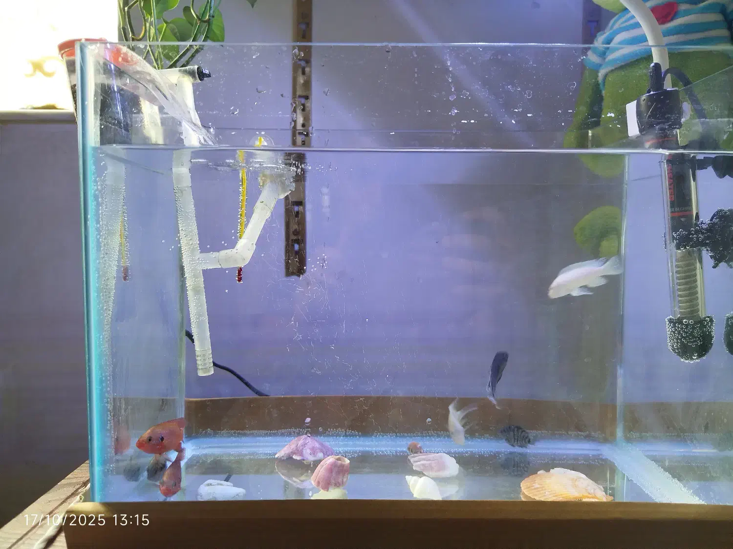 اکواریوم|ماهی|مینودشت, |دیوار