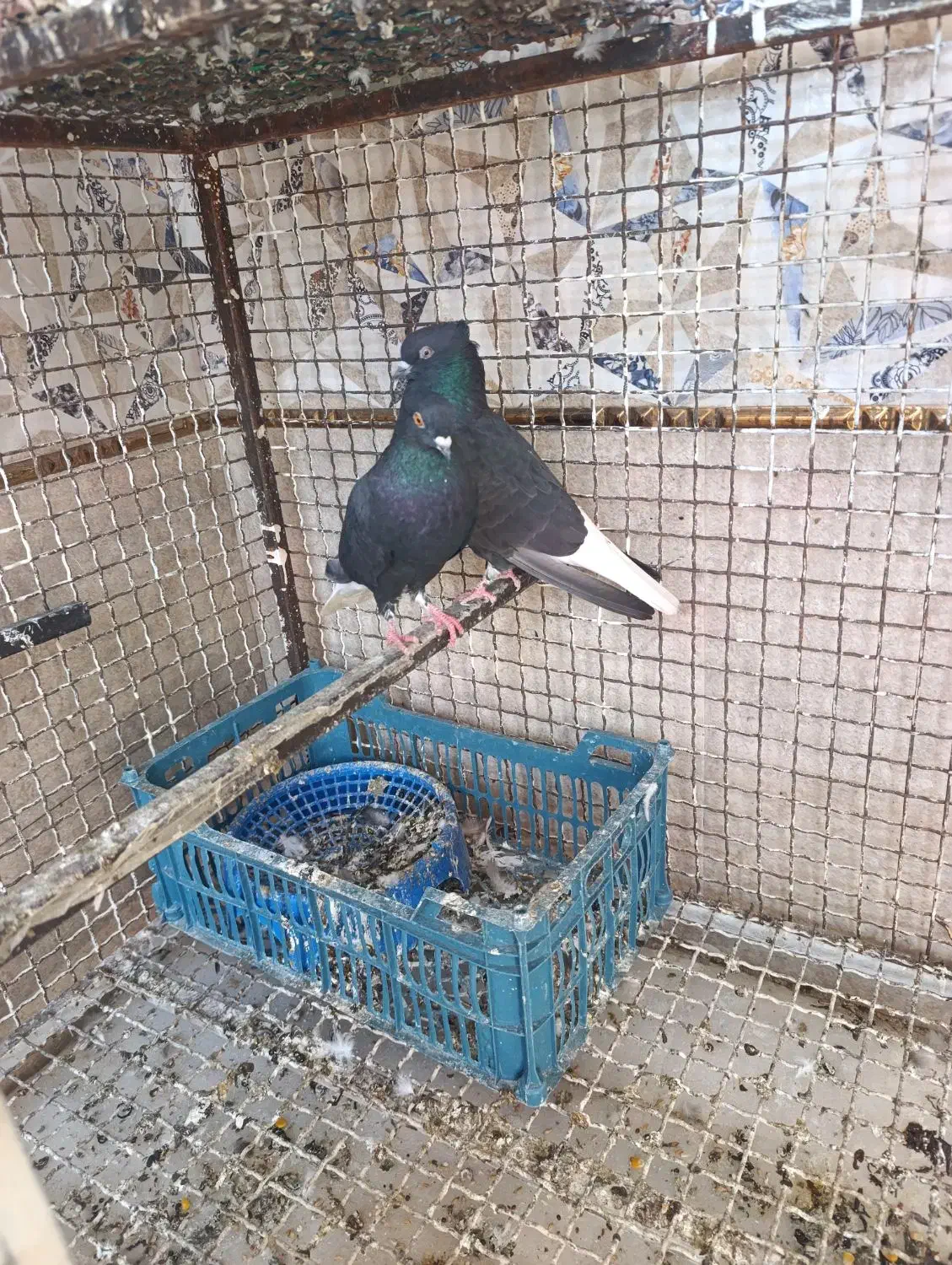 جفت اشعل|پرنده|شوش, |دیوار