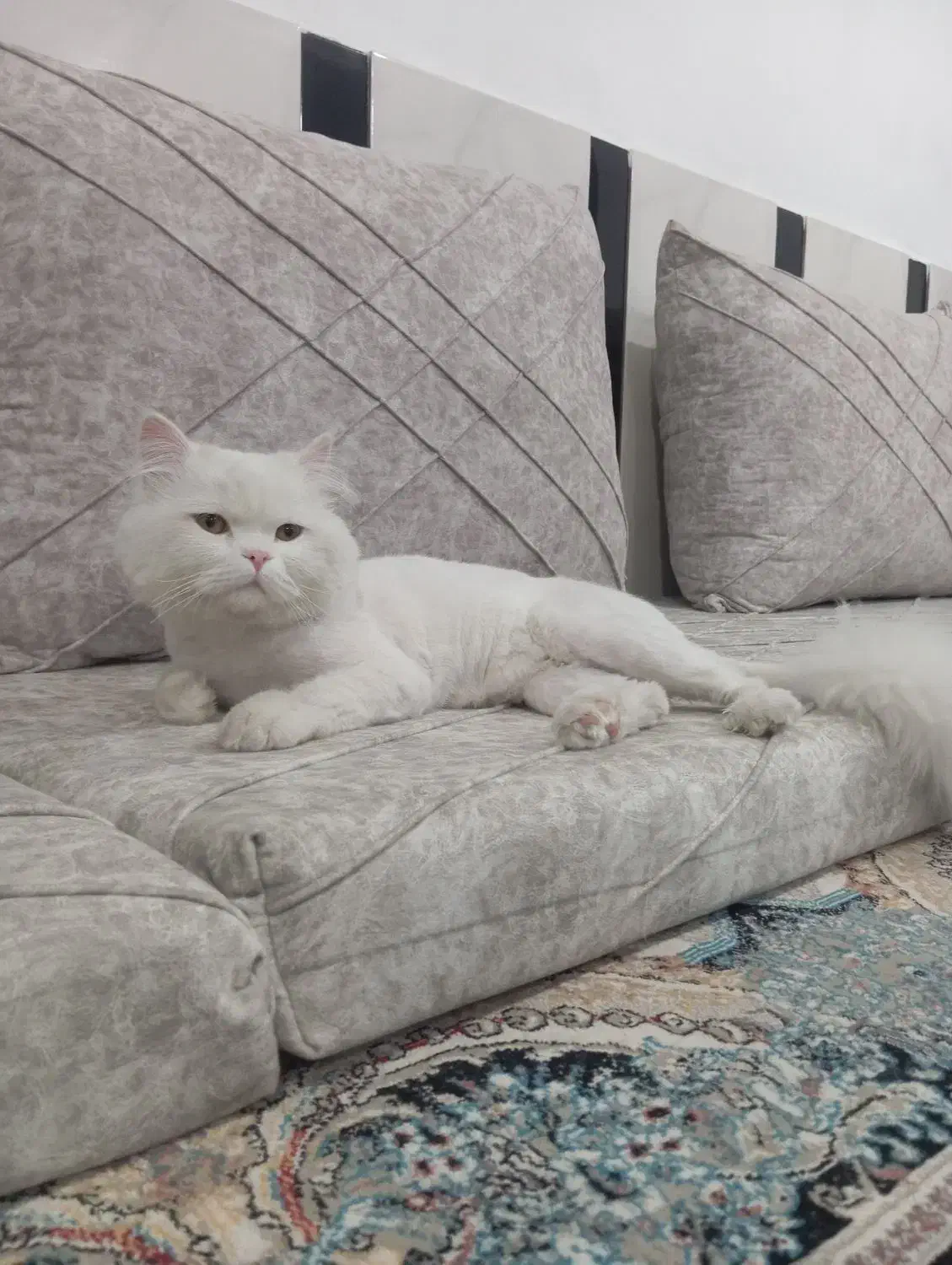 گربه خانگی|گربه|ارومیه, |دیوار