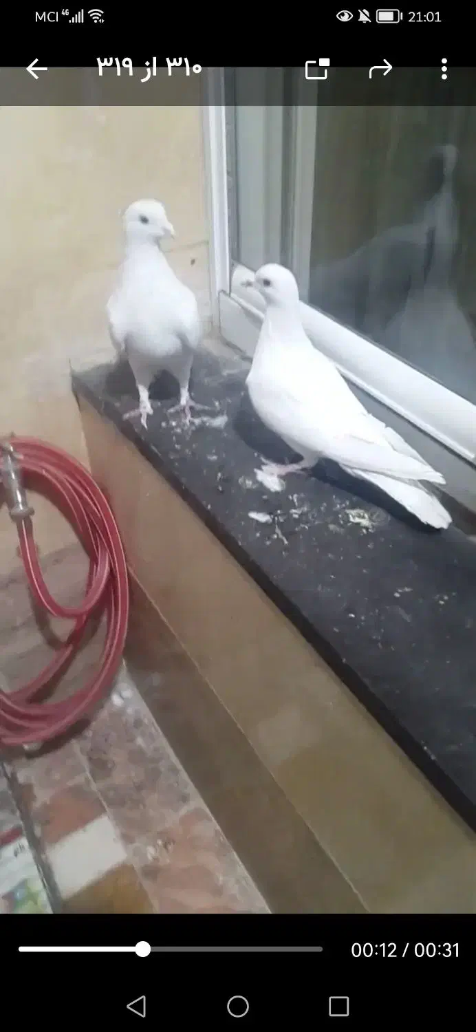 کفتر گمشده سفید|پرنده|قم, بلوار امین و ساحلی|دیوار