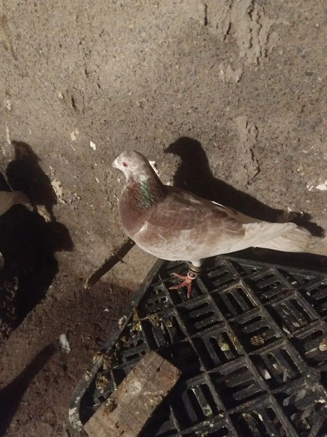 کبوتر پرشی|حیوانات|نیشابور, دربقاضی|دیوار