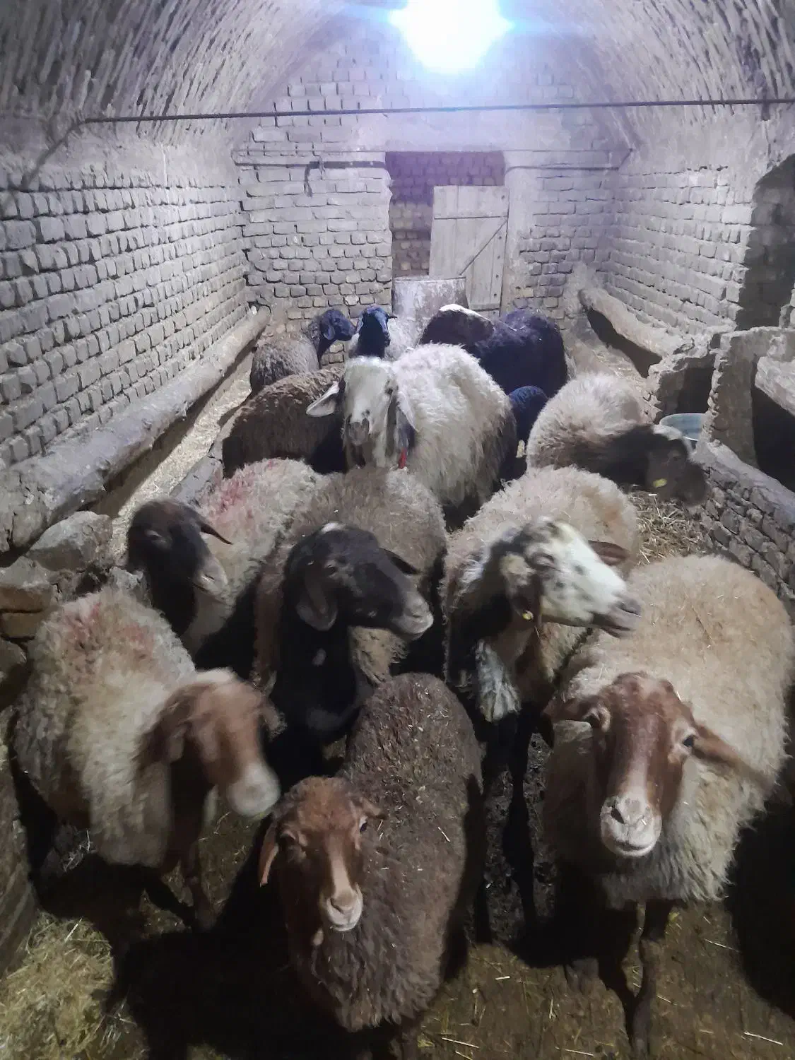 میش بره|حیوانات مزرعه|زالیان, |دیوار