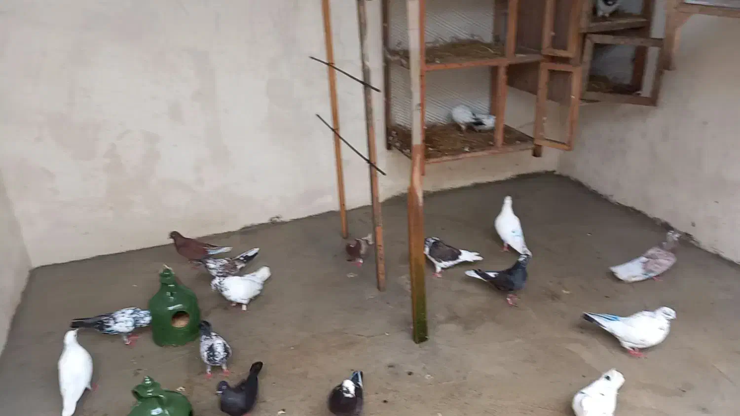 فروش چندین جفت کبوتر...|پرنده|نشتارود, |دیوار