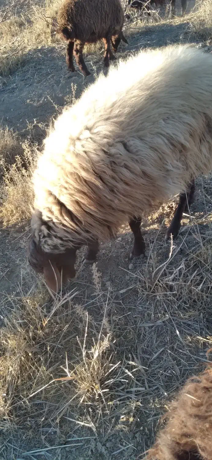 گوسفند نر|حیوانات مزرعه|همدان, |دیوار