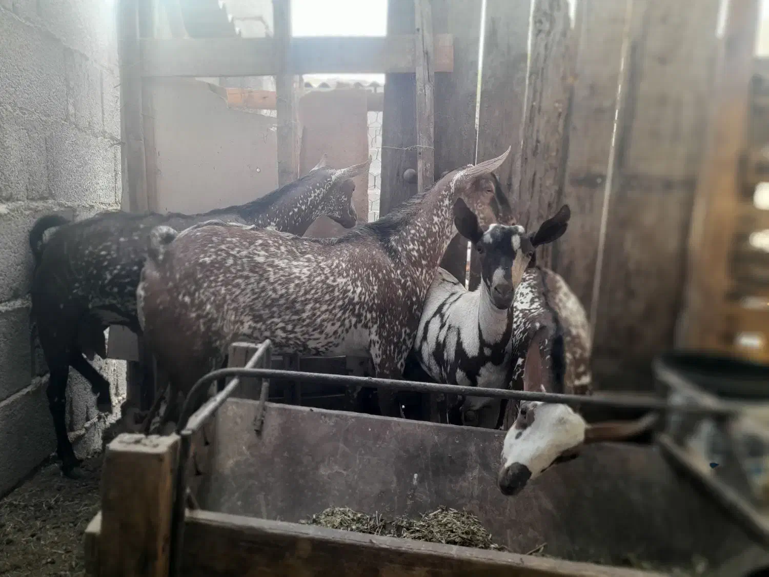 نری نقشی یکسال ونیم|حیوانات مزرعه|بندرعباس, |دیوار