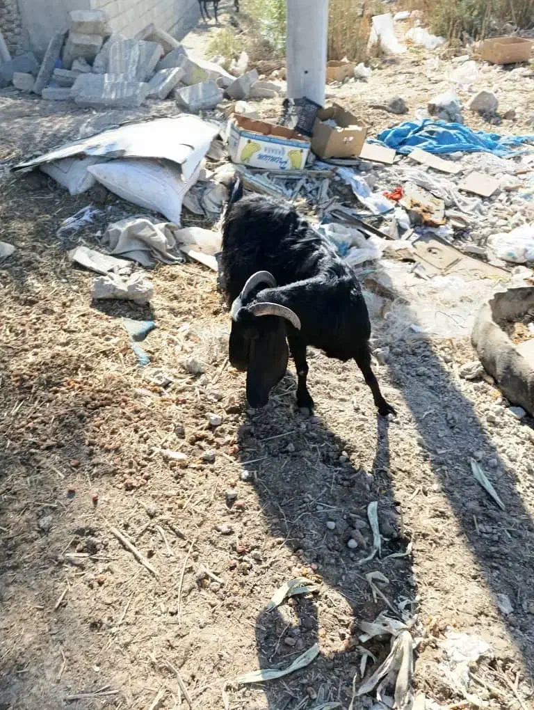 بز ماده|حیوانات مزرعه|خرمشهر, |دیوار