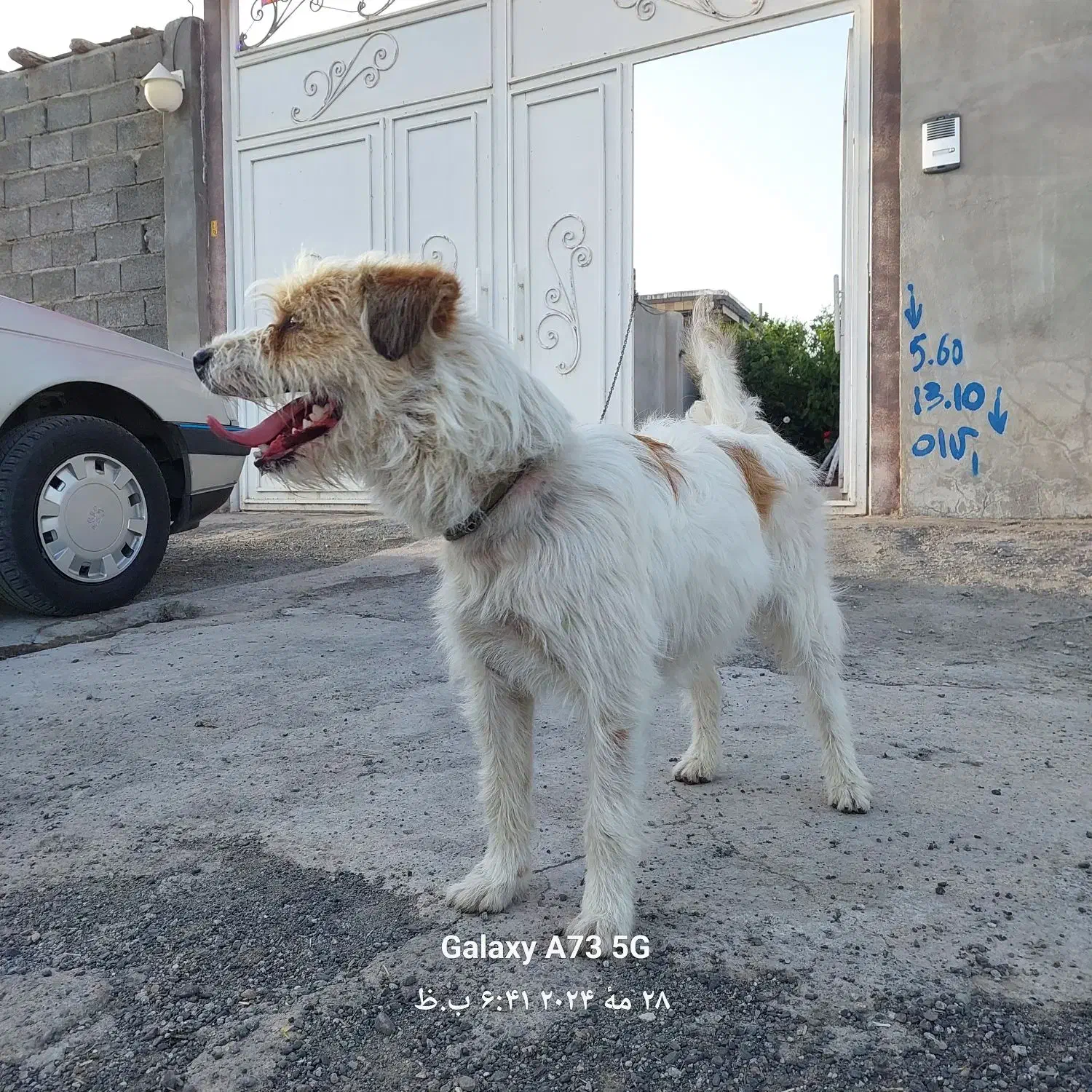 پاستیل|سگ|خوی, |دیوار