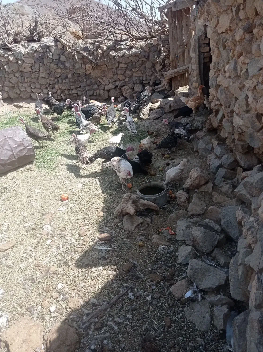 فروش تعدادی بوقلمون و مرغ|حیوانات مزرعه|کرمان, |دیوار