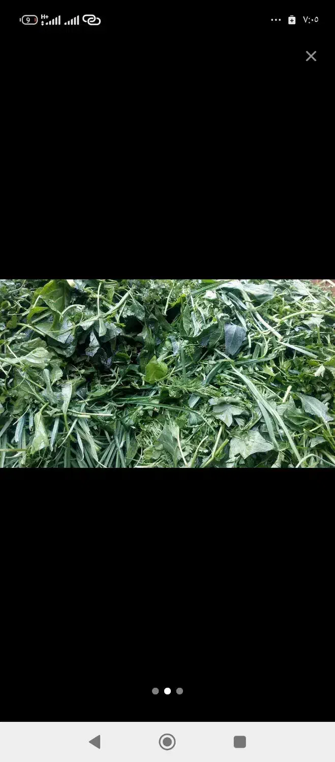 انواع سبزی خورشتی|خوردنی و آشامیدنی|اهواز, سیاحی(سه راه خرمشهر)|دیوار