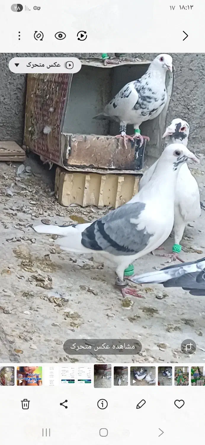 پشتبال سبز گمشده|حیوانات|گناباد, |دیوار