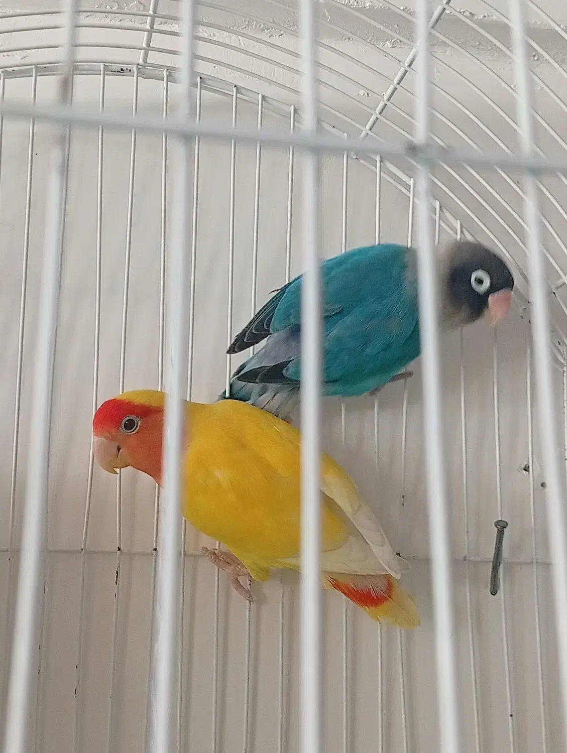 طوطی برزیلی|پرنده|بوکان, |دیوار